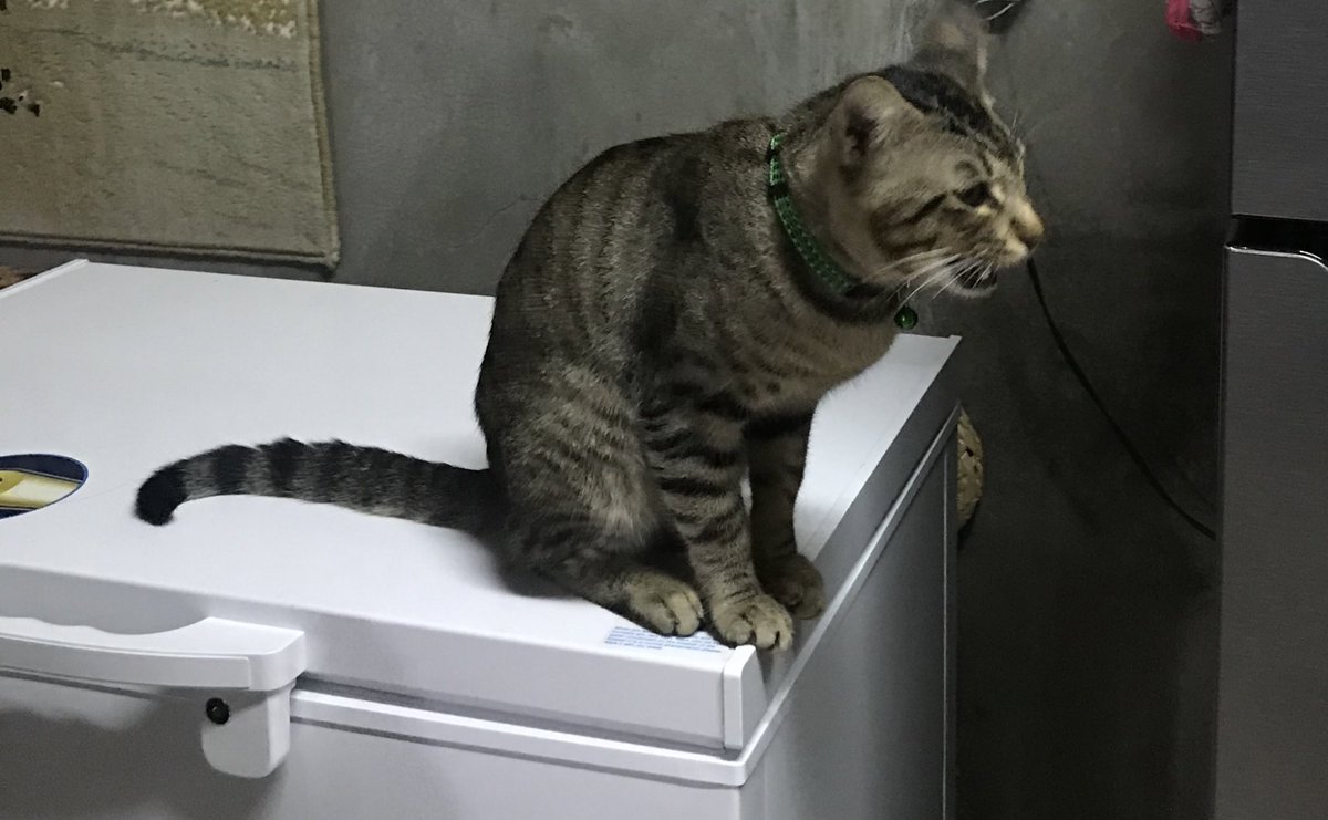 8. fave place na dn niya yung freezer.