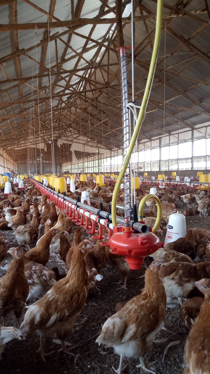 poultrycagesug's tweet photo. Brooding system in LUWERO set and ready to use.... 
Contact us for more information +256758422007 or poultrycagesug@gmail.com you can as well follow us on facebook page poultry cages Uganda  thank you https://t.co/PQK6mY1pF7