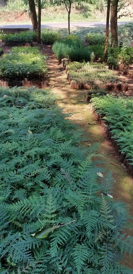HeartsOfGreen's tweet photo. Earlier today we visited one of the tree nurseries to check on the progress as we continue with our National tree planting campaign dubbed "Adopt A Tree".
Plant trees, heal the world!! https://t.co/aZQqnUWJe8