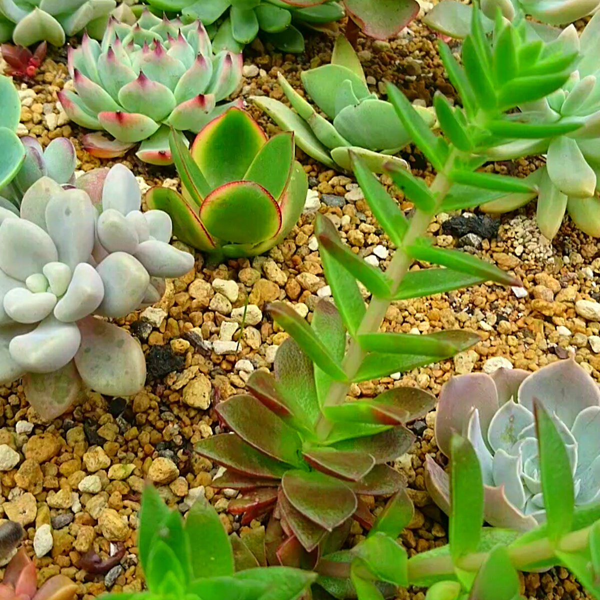 الوسم カクレイ على تويتر