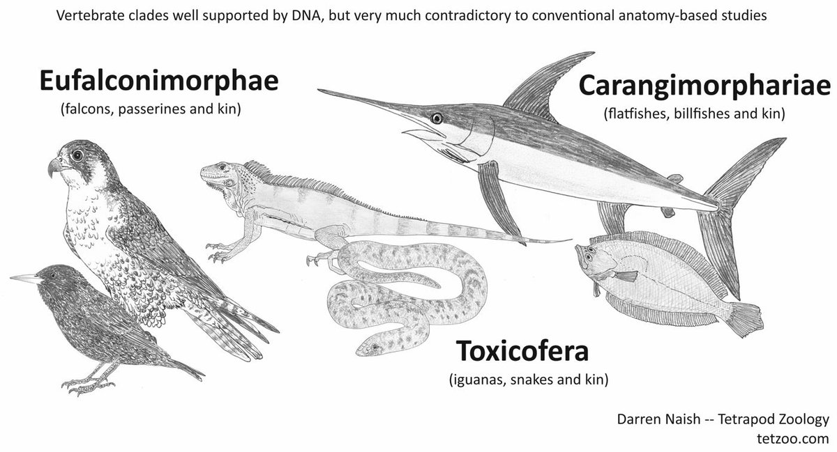 TetZoo's tweet photo. My 2012 article on the problem caused by David Peters isn't easy to find due to corruption of the SciAm site, so I've been compelled to produce a totally new version. So here's this, new at #TetZoo ... https://t.co/WRYd2JT014 #fossils #evolution #PetersProblem https://t.co/PFNTbSXn2Q