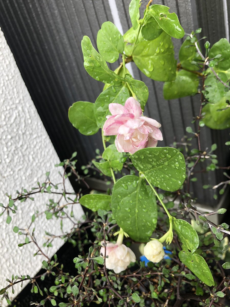 アラビアジャスミン