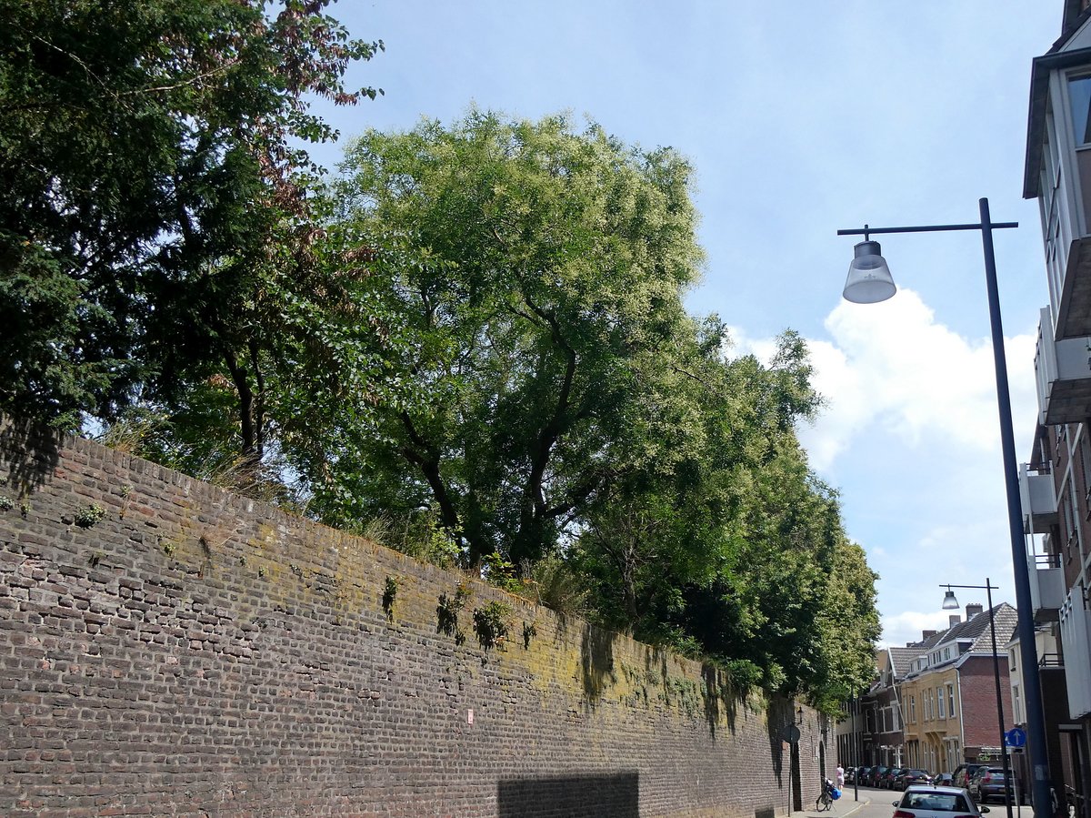 Van de week in Roermond. In de stad lijken de honingbomen eerder te bloeien dan in het buitengebied. Het lijkt sowieso dit jaar weer een fantastisch honingbomenjaar te worden net als 2 jaar geleden. Styphnolobium japonicum.