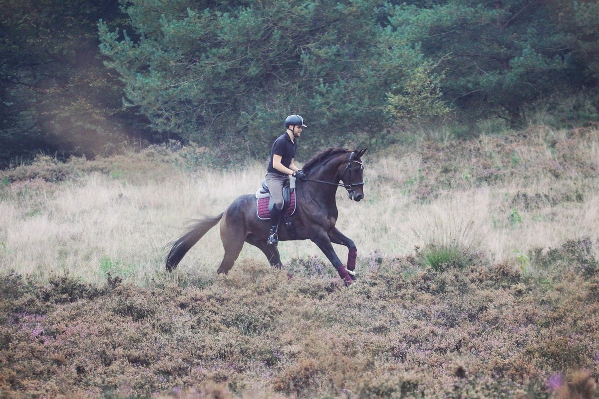 Paarden tweet media