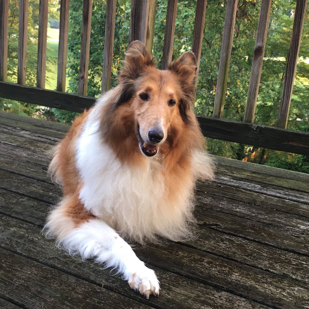 CollieCrusader's tweet photo. 🌅🦌🐕 A good start this morning as went for a sunrise 🌅 walkie and saw 2 🦌 deer. The deer 🦌 were curious about me and my dog 🐕 friend, but we are good 😇 doggies so we just watched them and didn’t bark, chase, or bother them. #wellbehavedpets #roughcollie #collie #gooddog https://t.co/44xB6TV9sp