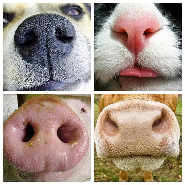 JohnOberg's tweet photo. If you won't eat one, why eat another? 🐶😺🐷🐮 https://t.co/LT0BFHn6a2