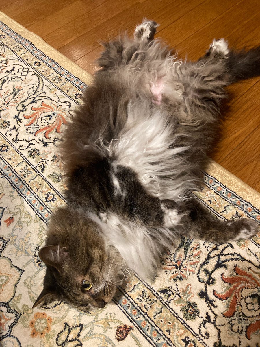 12toJam's tweet photo. 猫の開き https://t.co/4gPTQaVDCu