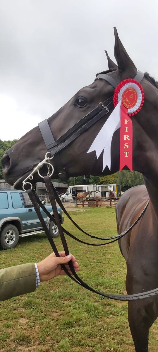 JS_Equestrian's tweet photo. First showing win for Kenny, Noble Quest. Behaved impeccably despite being rather excited!  #rorlatest https://t.co/TCcy5DWN6A