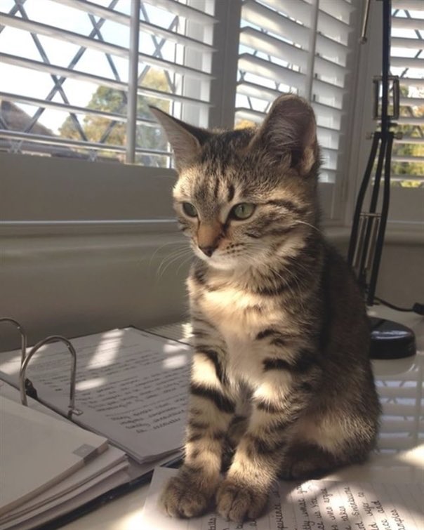 CatsBible's tweet photo. https://t.co/dRd7G1UEsb