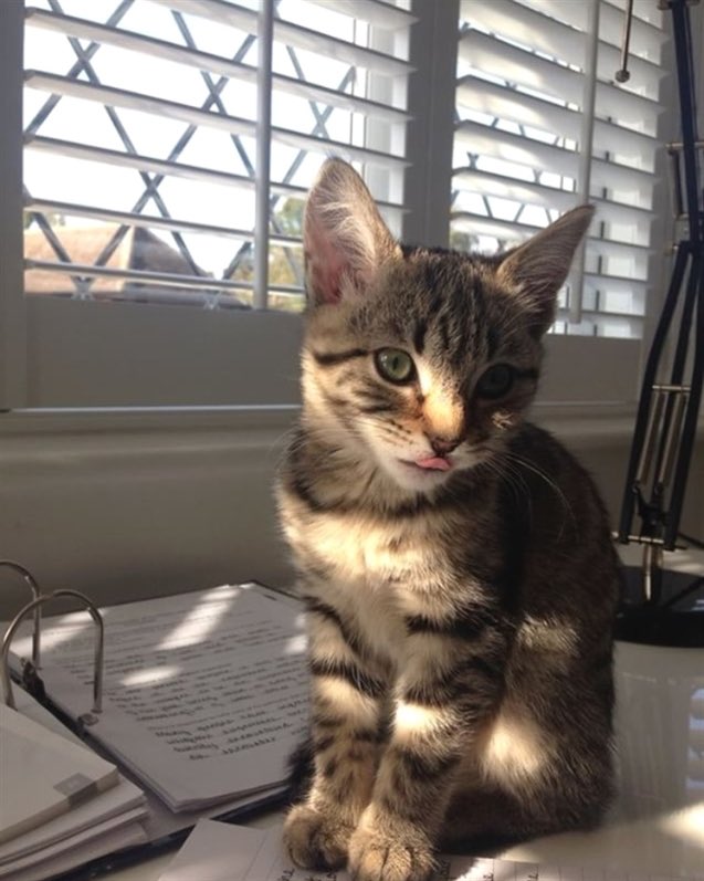 CatsBible's tweet photo. https://t.co/dRd7G1UEsb