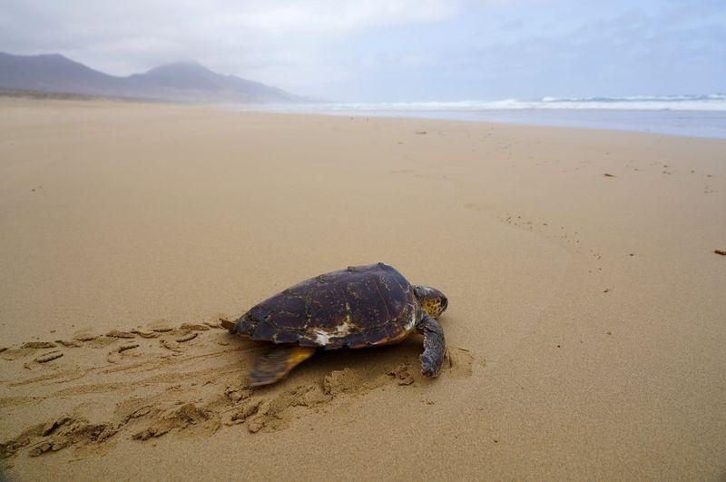 Reuters's tweet photo. Turtle released to sea after months recovering https://t.co/P5vVUx0BF0 https://t.co/WsSr1TRB3O