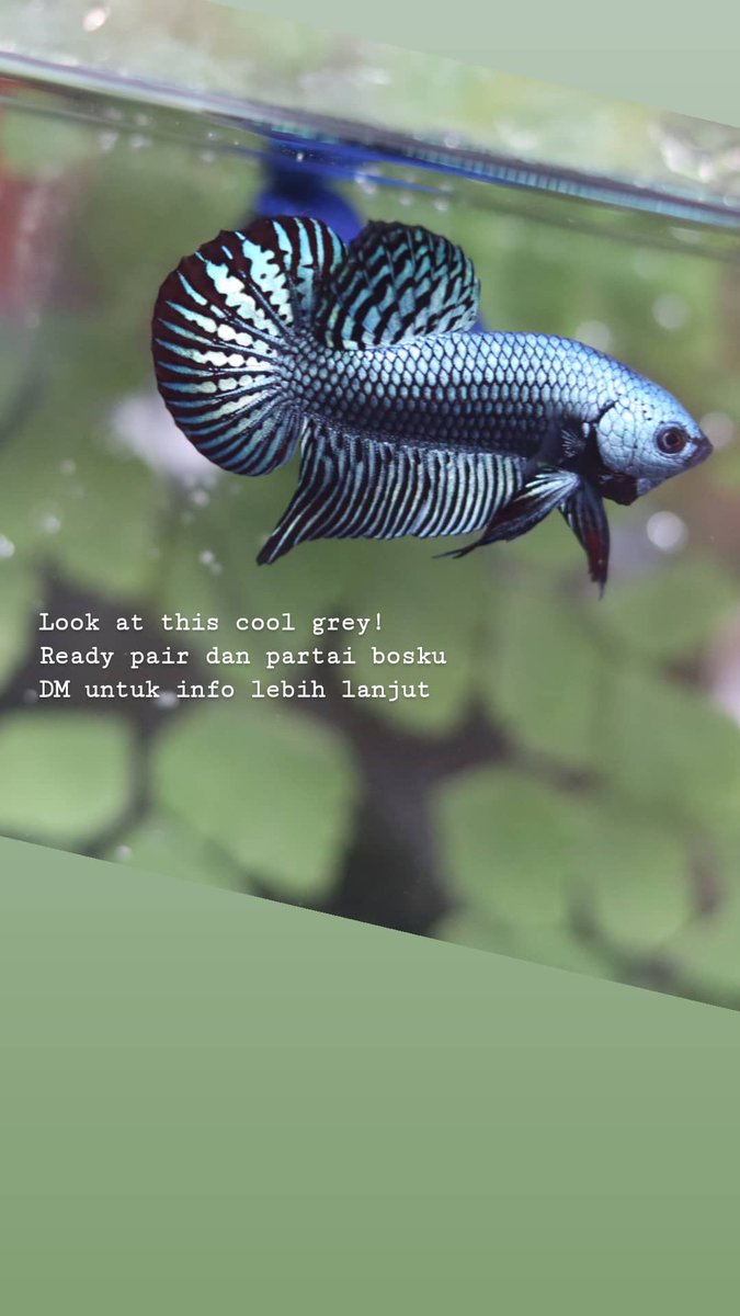 BettaPremium tweet picture