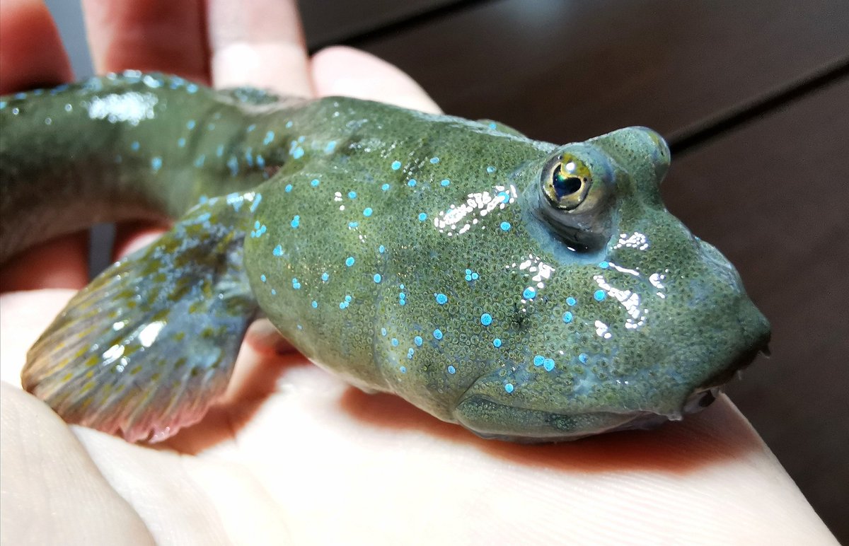 Ryuさん Uonted管理人 Sur Twitter ムツゴロウ可愛すぎないか 目がハートだし