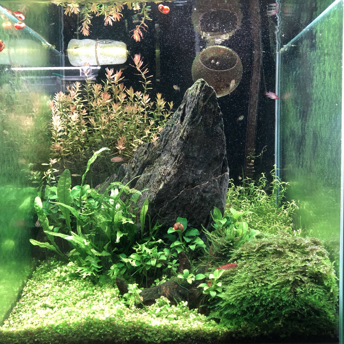 Shunsuke Sakai ねすこん 水槽の生体もお引越し エンドラーズからタイガーダリオ スカーレットジェムになりました