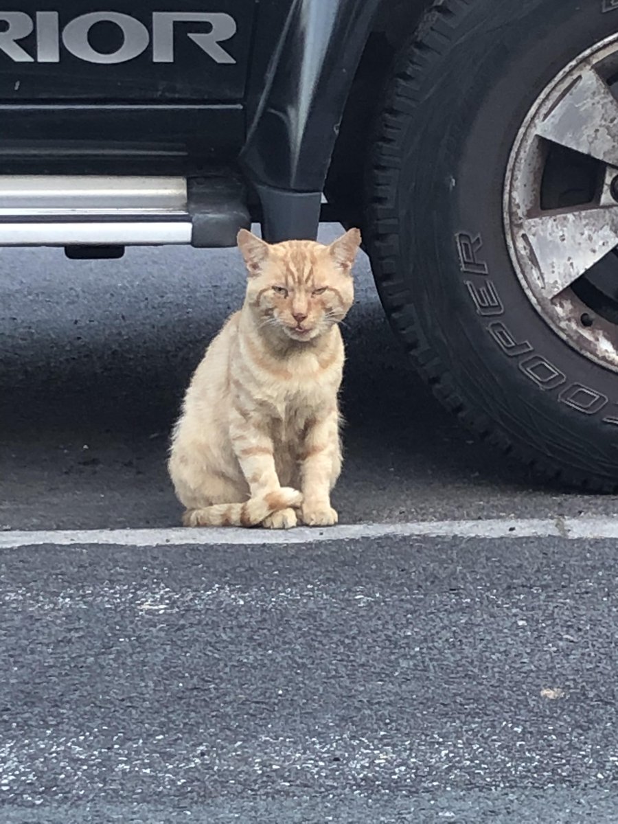 Pets Located tweet media