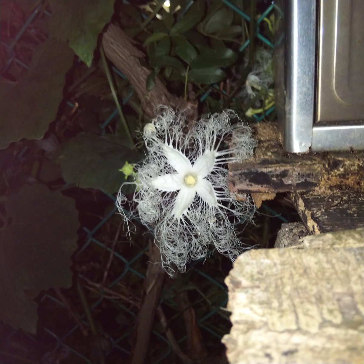 ট ইট র 本庄美峰 雨が続いて例年より遅めですが 今年もカラスウリの花が咲いています 一晩だけひらいてしぼむ 儚い花 でも 今年は剪定のときにカラスウリをひいきして残してないから 少なめ