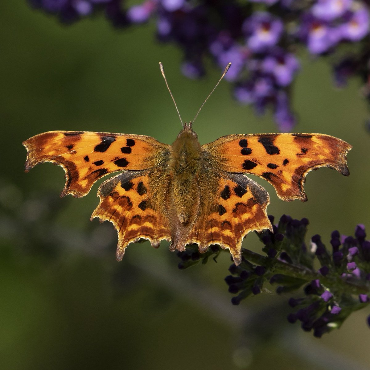 A beautiful Comma Butterfly in our garden
#naturephotography #gardenlife #rspb_love_nature #butterflies #uk_wildlife_images #insects #naturelovers #Ourworldisworthsaving #bbcspringwatch #bestnatureshots #bbcwildlife #thebritishwildlife #BBCWildlifePOTD