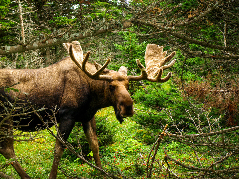 With a length of almost 3 metres, the moose has to be seen to be believed!

Whats the most amazing animal you've encountered in the states?