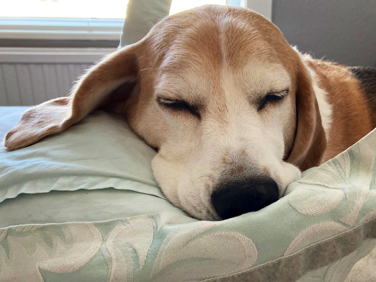 BeagleJeremy's tweet photo. Happy 9th birfdee to me. Having a little nap to celebrate. 🥳😴 https://t.co/eoXwmL7aUh