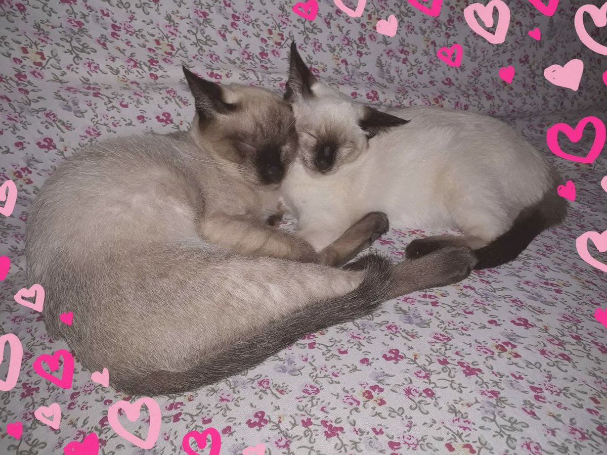 cagdaswoo's tweet image. Aşkları (Leyla &amp;amp; Mecnun misali) dillere destan evimizin neşeleri, Madam ve Mösyö... #EverCleanTR