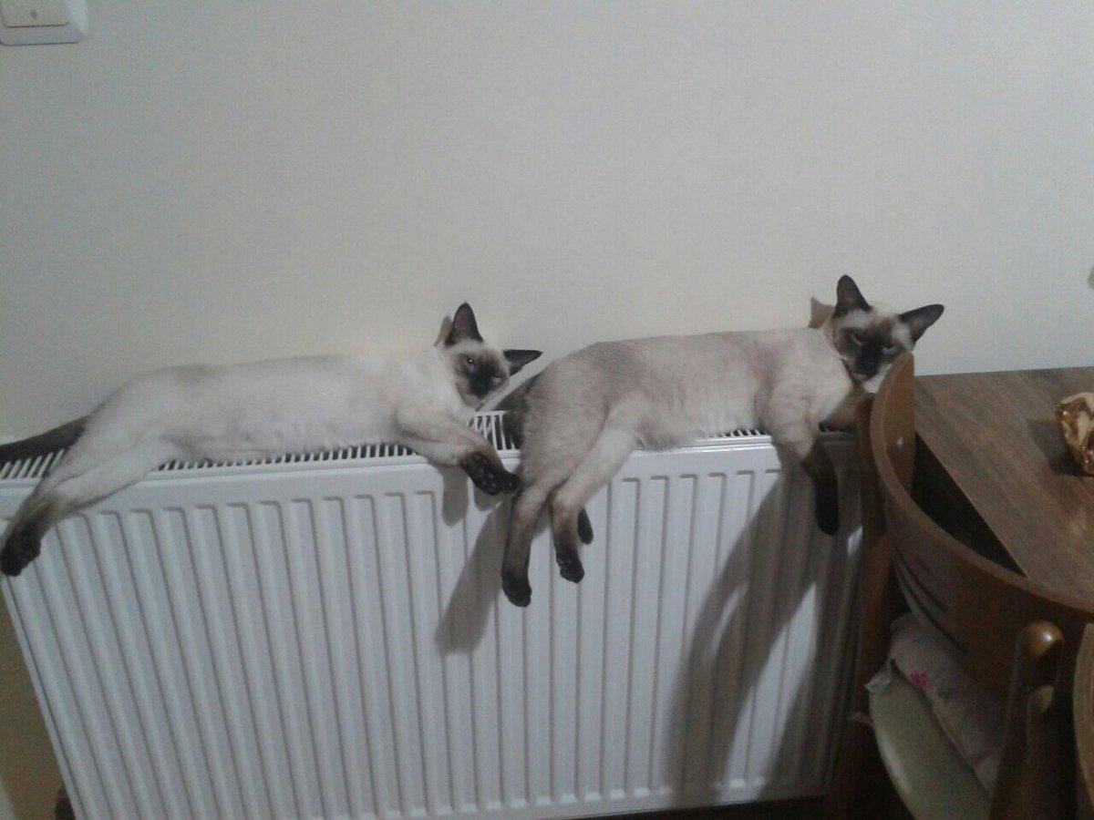 cagdaswoo's tweet image. Aşkları (Leyla &amp;amp; Mecnun misali) dillere destan evimizin neşeleri, Madam ve Mösyö... #EverCleanTR