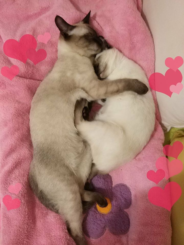 cagdaswoo's tweet image. Aşkları (Leyla &amp;amp; Mecnun misali) dillere destan evimizin neşeleri, Madam ve Mösyö... #EverCleanTR