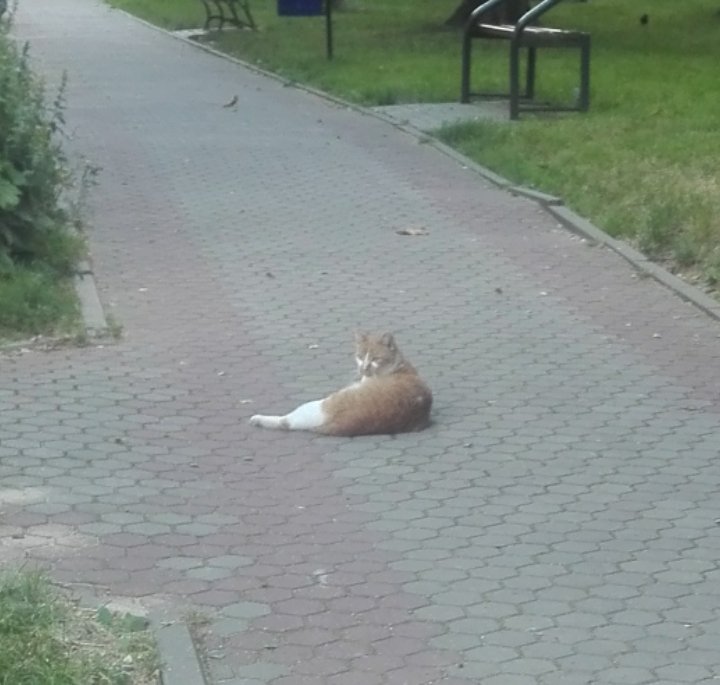 haopledis's tweet photo. no responsibilities, just chilling https://t.co/zjY1b59Blw