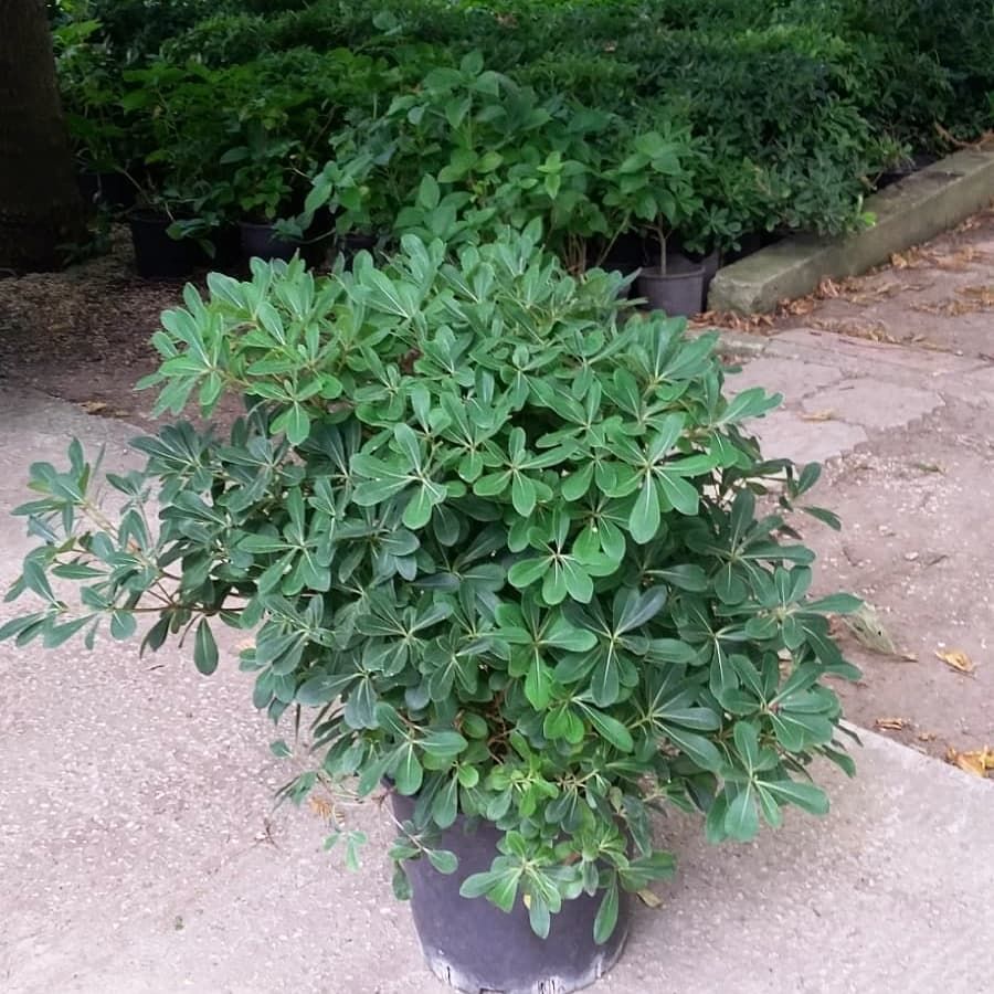 Yıldız Çalısı (Pittosporum Tobira) 🌿
Kendinden şekilli bu güzel bitki yarı gölge ve bol su sever. Hoş yaprak şekli ile peyzaj uygulamalarının yıldızıdır.
Yeşilin en güzel tonları Egepark Fidancılık'ta .

#pitos #pittosporum #yıldızçalısı #peyzaj  #fidancılık #botanik #istanbul