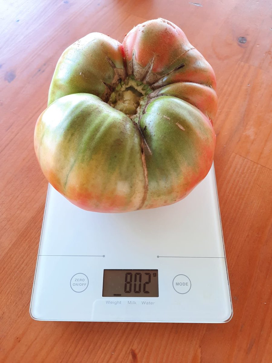 diumengedeserra's tweet photo. Tot arriba!!! 20 dies després tenim esta meravella de 800 grams q anem a provar 😋😋 #tomaca #tomata #tomaco #tomato #tomàquet @JesusDeBarqueta @ferran_valla @FredericFerri @LlauradorCs @ComoditatVLC https://t.co/hQ4P8lQc8e