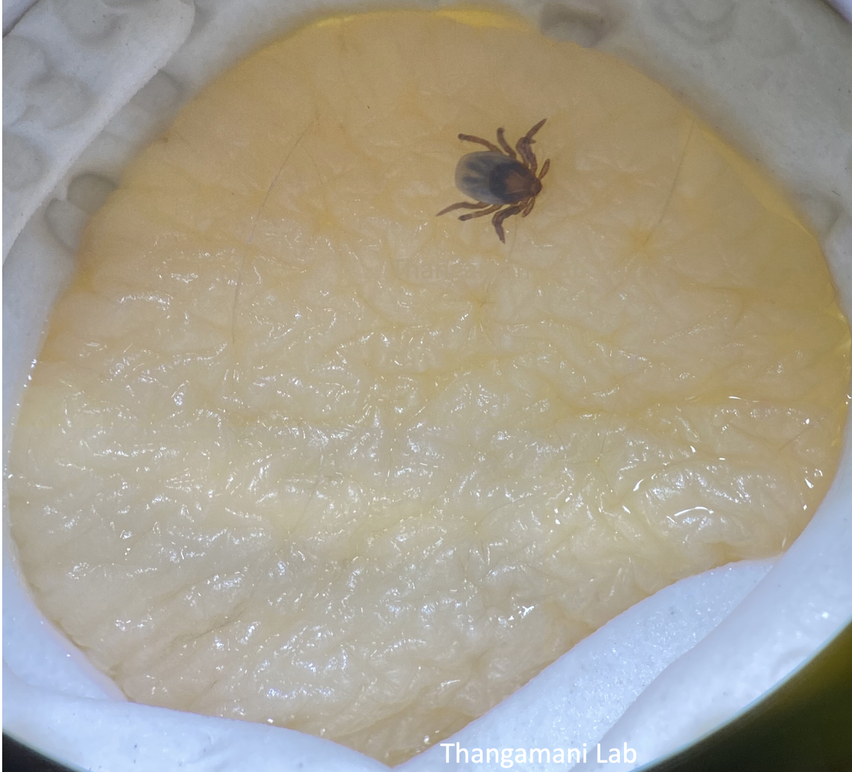 Thangamani Lab, SUNY Upstate ☣️🧬🦟🐁🦠 tweet media