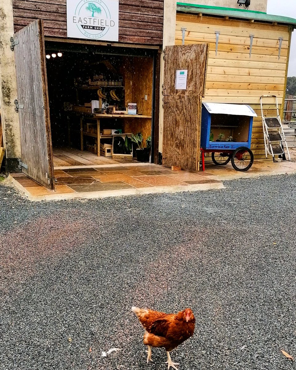 FarmEastfield's tweet photo. Another happy customer! 😂🐔
#farmshop #happychicken #freerange #yeovil #supportlocal https://t.co/hxpTNDNgNA