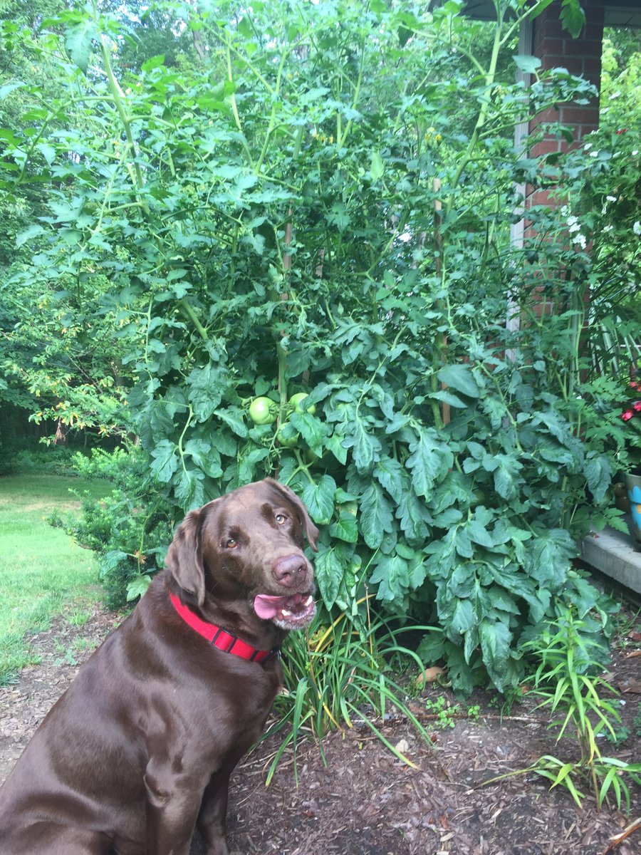 MitkoTerri's tweet photo. Bentley is ready for tomatoes. Not just yet! https://t.co/lXl7d1ZztY