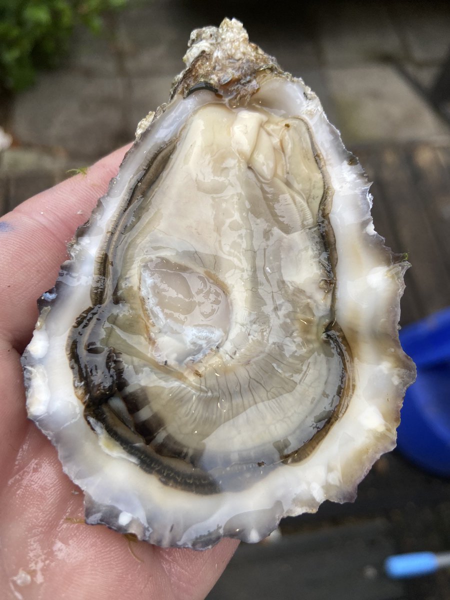 Uiscebyheaneys's tweet photo. Another option of the oyster menu:) #crispy carlingford oyster, fennel, apple, chorizo Iberico, aioli 👌🦪🙌#uisce #oysterbar #heaneys @heaney16 https://t.co/e3ztXxaPSi