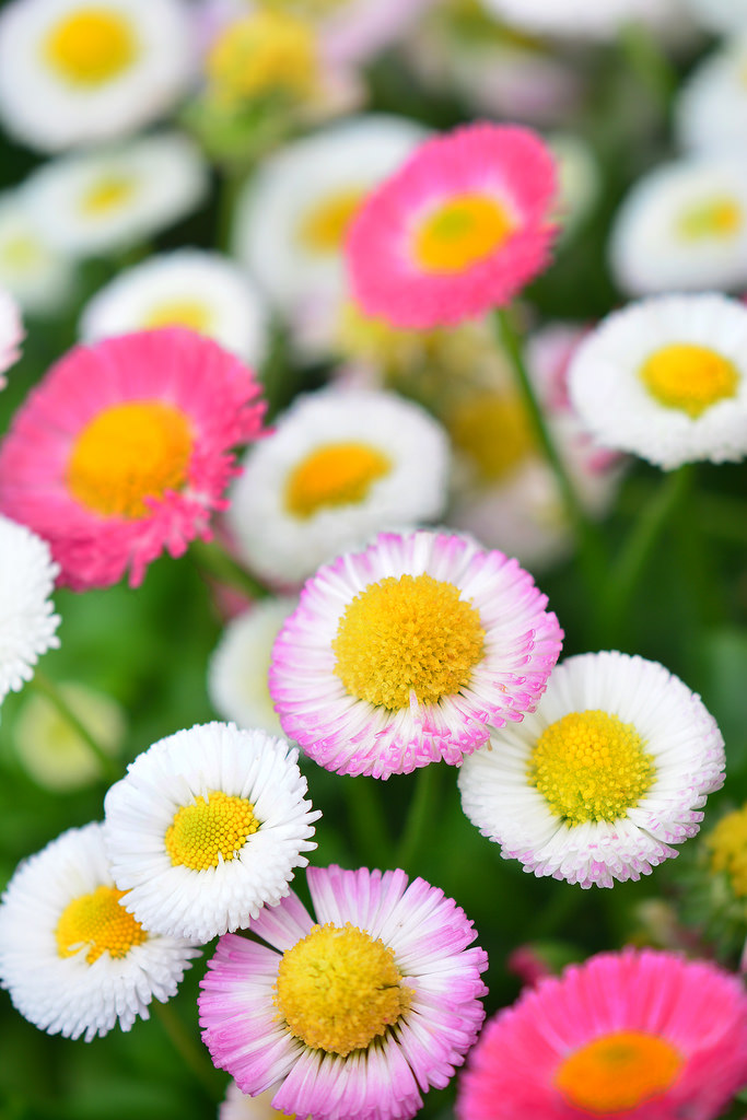 世界の花図鑑 ポンポネットデージー ふわふわした外見が可愛い花 デイジーの中でも最小輪の種です キャンディの様な花 とも言われています T Co Dbh1wem2 Twitter