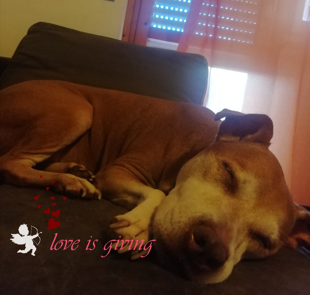 Chiaretta515's tweet photo. Loro sono il vero valore aggiunto nella nostra vita.. ❤️❤️
#inerme 🐶🐶 https://t.co/W1Zee0psl6