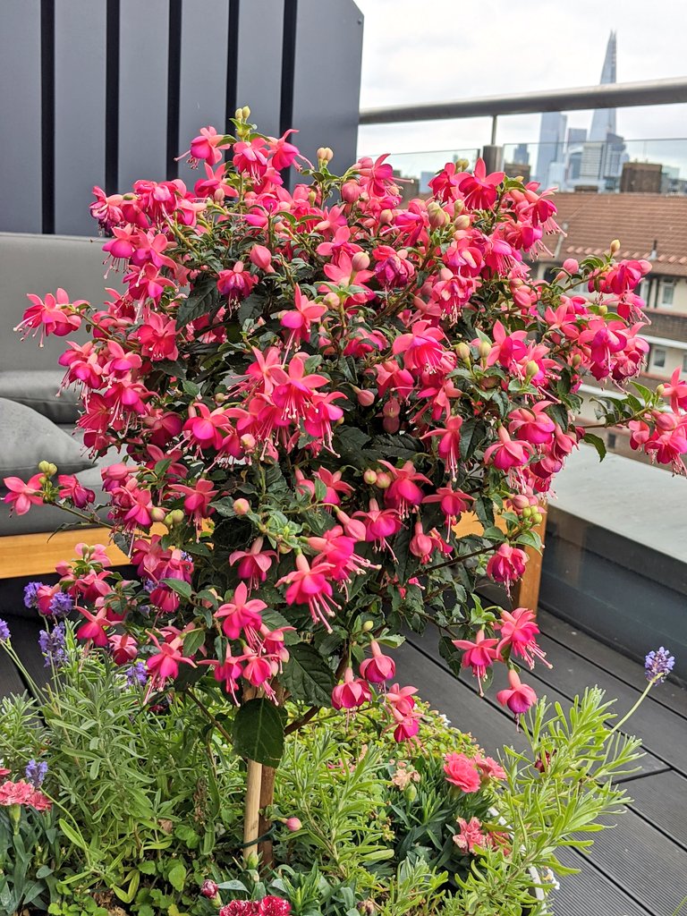 Latika M Bourke tweet media