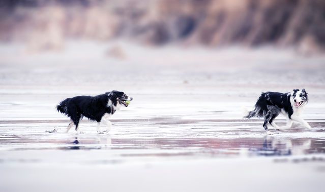 PittvillePets's tweet photo. Is your dog happy? Like us, dogs behave better when their needs are being met, so a "naughty" dog may well be an unhappy dog.
#Dogs #CheltenhamDogs #CotswoldDogs #DogWalking #DogsOfTwitter https://t.co/e3DyyVTaw2
(photo shows two collies happily running on a beach) https://t.co/yYbxHCMxjh