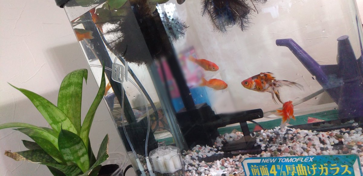 Ayu 今朝金魚が増えてました 口 ๑ 急遽水槽を変えました ビー玉が見つからなかったので砂利と水質改善バクテリア を買いました 新入りの3匹が見分けがつかない 梨紗はなぜか立って寝ます 眠たくなったりボーッとすると急に立ちだし Ayu 今朝金魚が増えてました 口 ๑ 急遽水槽を変えました ビー玉が見つからなかったので砂利と水質改善バクテリア を買いました 新入りの3匹が見分けがつかない 梨紗はなぜか立って寝ます 眠たくなったりボーッとすると急に立ちだし