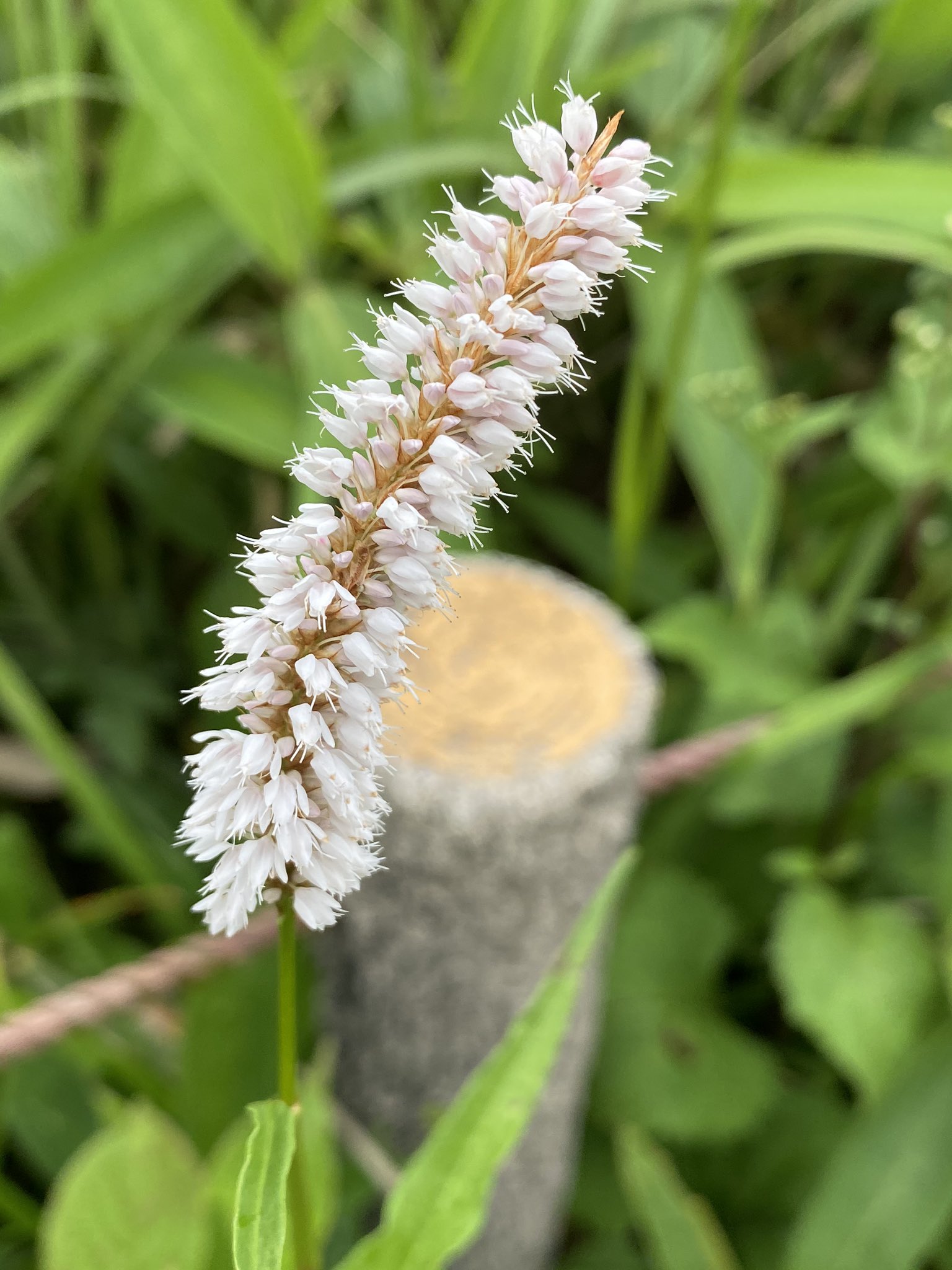 Natural Uni 野鳥 自然 イブキトラノオ まあ その名前のとおりです 虎の尾のようなお花の形です 猫じゃらしにも 似ているけど違います 決して抜いてそのようなことに使わないように イブキトラノオ 高山植物 花 自然観察 猫じゃらし T
