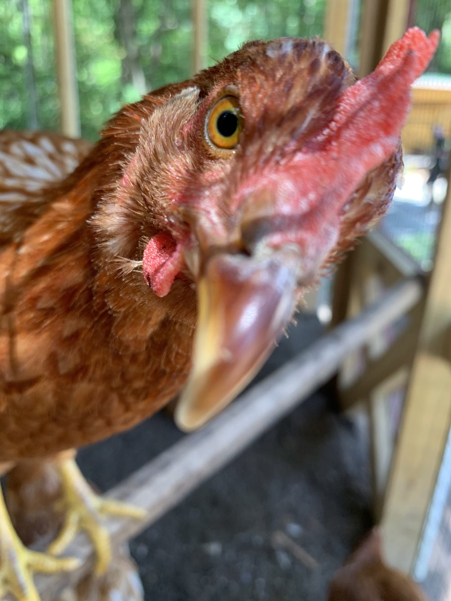 The_Schiele's tweet photo. βHenriettaβ wants you to visit her @schielemusuem farm!
Open 10 AM - 4 PM today!
#SchieleMuseum #TheFarm https://t.co/E33ru5dTFf