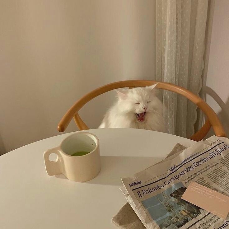 ୧  *（ ジェノ）🌷　！˖

              𓈒  ᱸ  . Meow 🐈 Meow  (  feingjiw )     ー(jenol ee ) ♡̶ ( 00 ) ╸ יִ  แลกฟอล 🗒 ตามทัก 𓈒 ᱸ 𓏸

　ยพท ลฟตท คั้บเช้บ 🥽⚪️ 𓈒  ᱸ  .