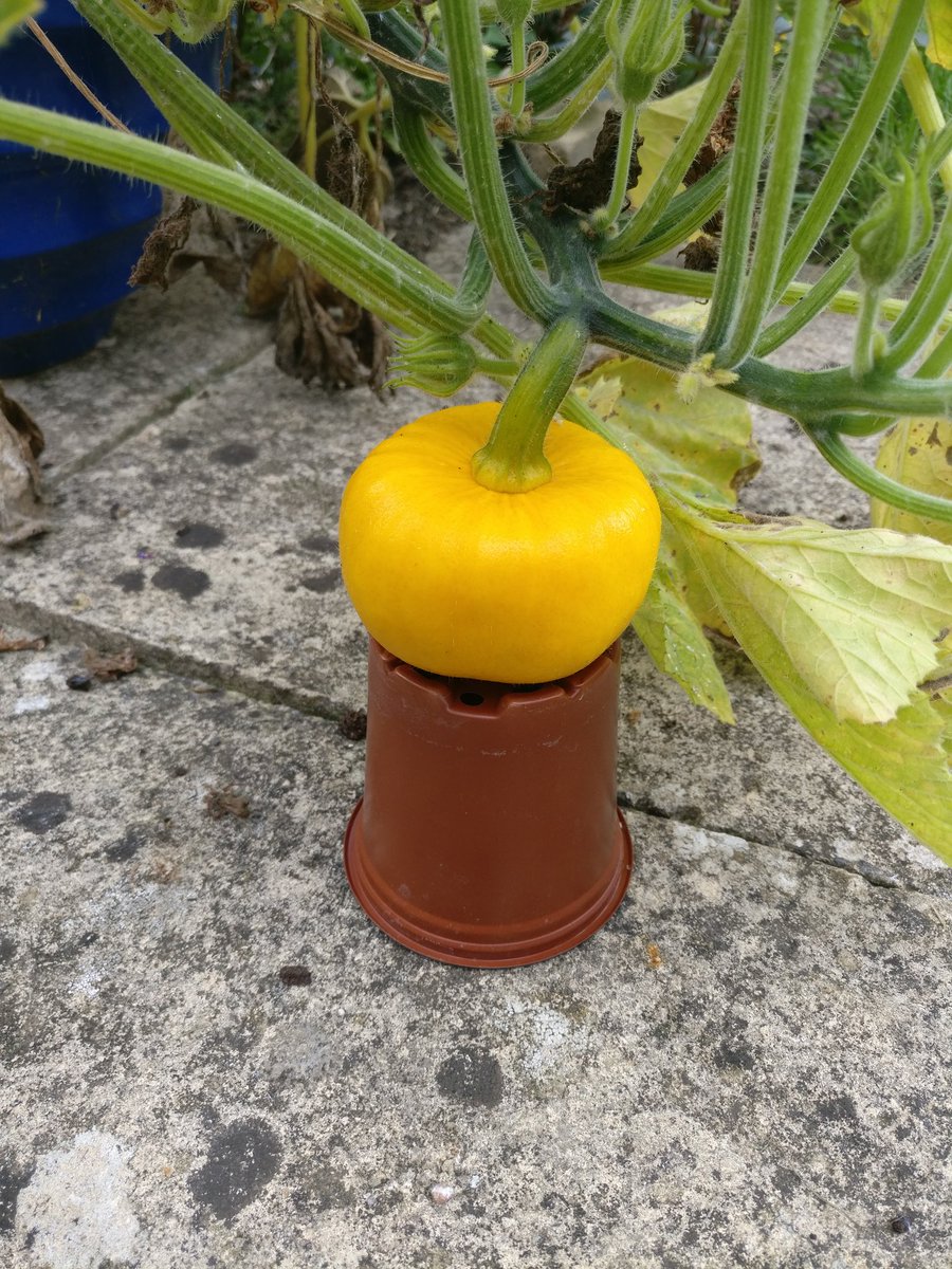 plot9a's tweet photo. Grow my precious, grow! https://t.co/kB49VWPN2r