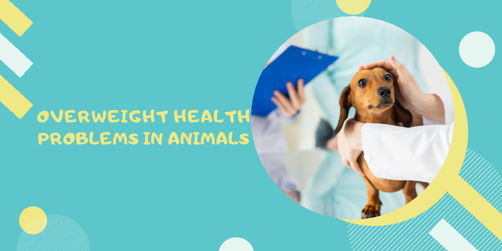 PetsMagnet's tweet photo. Veterinarians call feeding dogs with various human foods, especially sweets in the form of cookies, cakes, etc. as one of the main causes of their obesity. Animals need specialized nutrition in normalized quantities.
#petsfood #dogfood #petsmagnet #doghealth
#petshealth https://t.co/AUOKqPhXe3