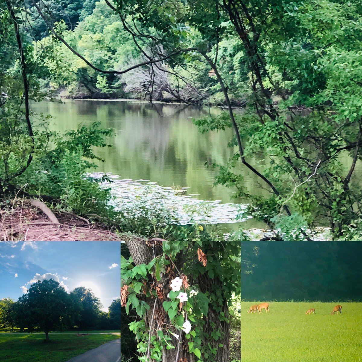 jules_bates's tweet image. Got my miles in for the @LRMarathon #SillySummerChallenge. The humidity was only 94%. Lol

Fast or SLOW #JustGo