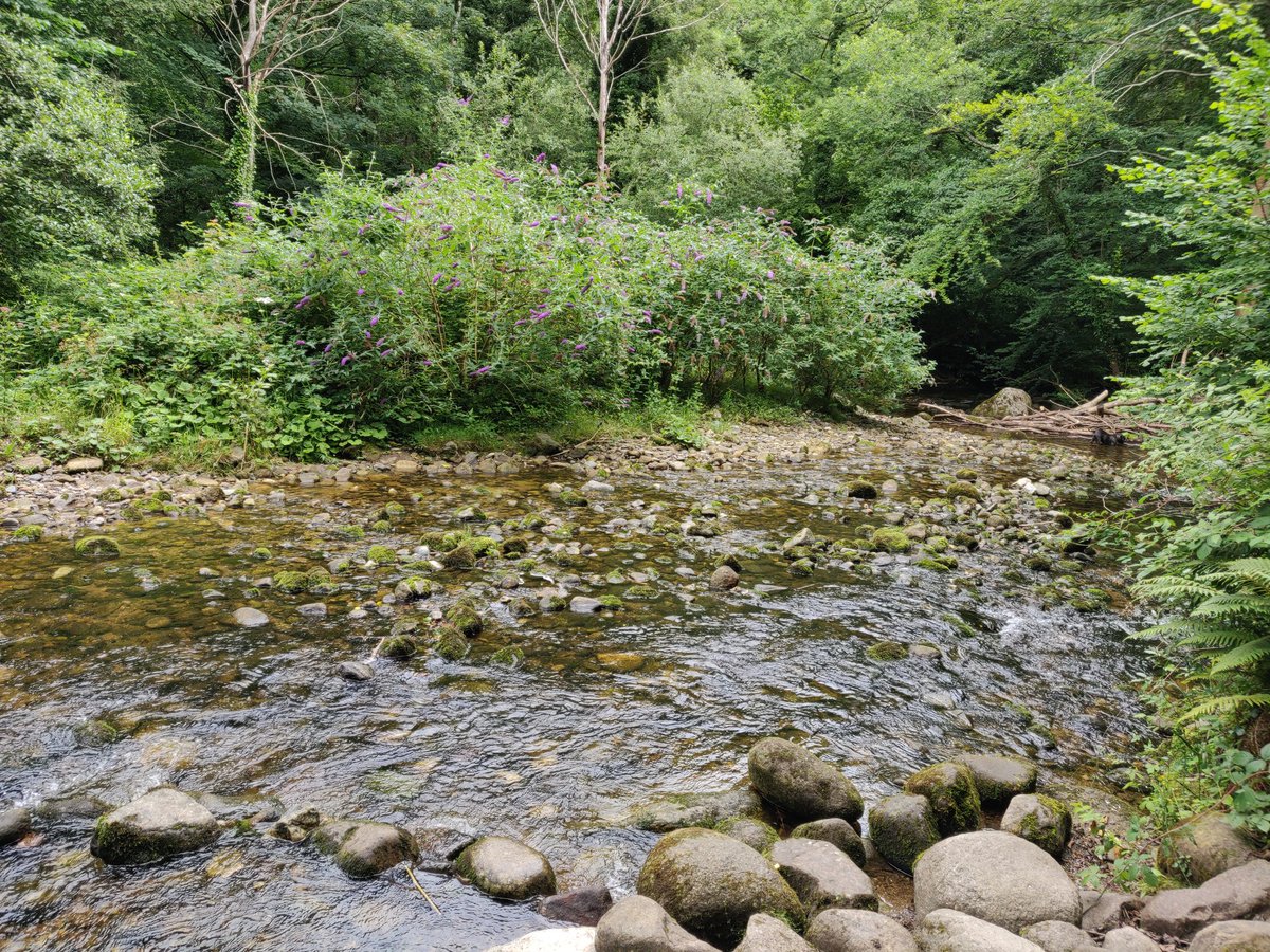 badri_nair's tweet photo. Hidden treasures around Dublin. #knocksink wood. County #wicklow https://t.co/eqt4Qcfdd2