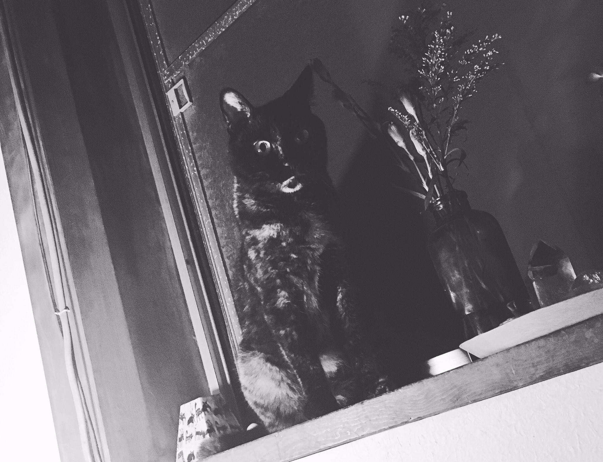 Twitter এ 榎園歩希 Ayukienokizono 悪魔の使者みたいな顔で私に愛を伝える飼い猫おろち Cat サビ猫 猫 T Co 1ufh3ueqx4 ট ইট র