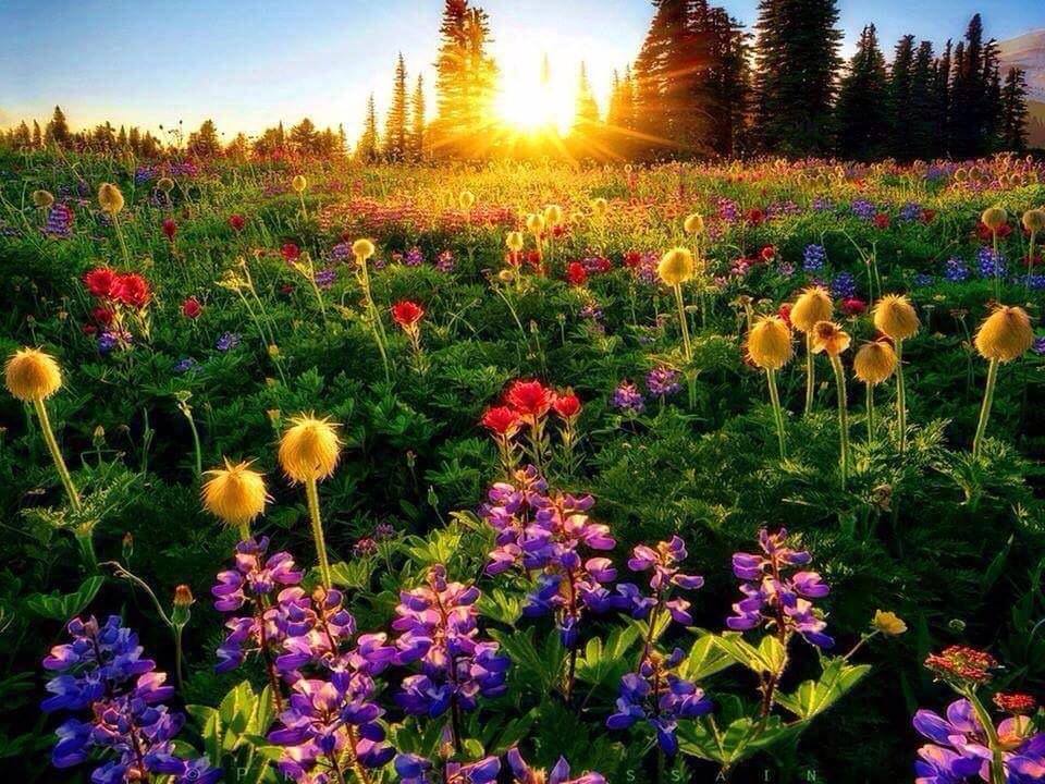 GodBrahman's tweet photo. “At the same time that we are earnest to explore and learn all things, we require that all things be mysterious and unexplorable, that land and sea be indefinitely wild, unsurveyed and unfathomed by us because unfathomable. We can never have enough of nature.”
Henry David Thoreau https://t.co/00Q882A7ir