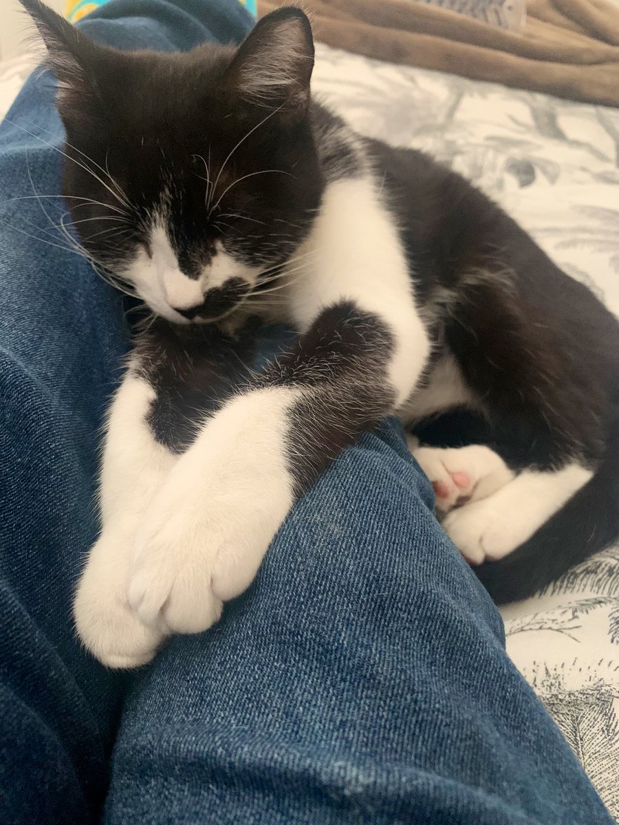___sirlance___'s tweet photo. Aww lil #digicat always full of love 💙 https://t.co/pGdJw1ZKpV