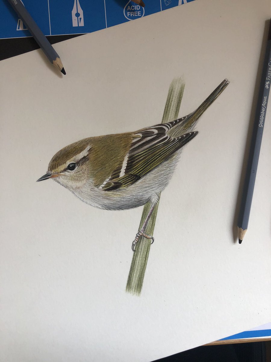 crestiesam's tweet photo. With the autumn birding season not too far away now, I thought Iโd doodle this little YBW. One of our commonest vagrants, and one Iโve seen multiple times, yet I still need it for my Scilly list! #yellowbrowedwarbler #autumnmigration #twitching #leafwarbler #birdart #fabercastell https://t.co/h315KgSRM1