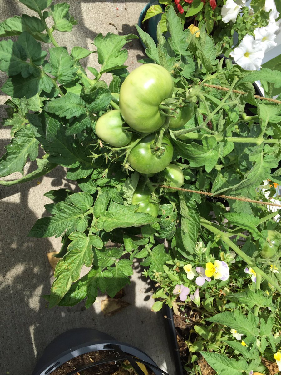 More joyful pics from the garden!  #FindingJoy